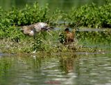 Grosser Brachvogel0005